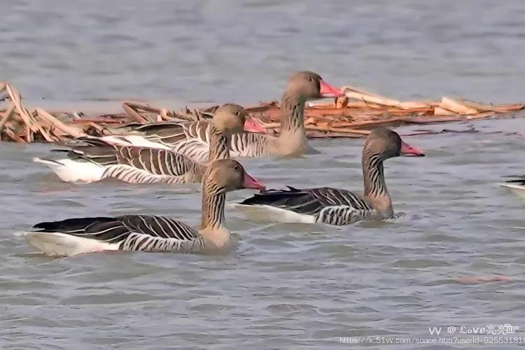 ℒℴѵℯ亮亮ꦿ໊ོ °