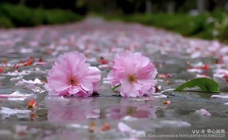 菊心拾雨
