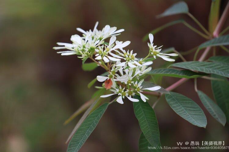 愚翁【美摄视界】