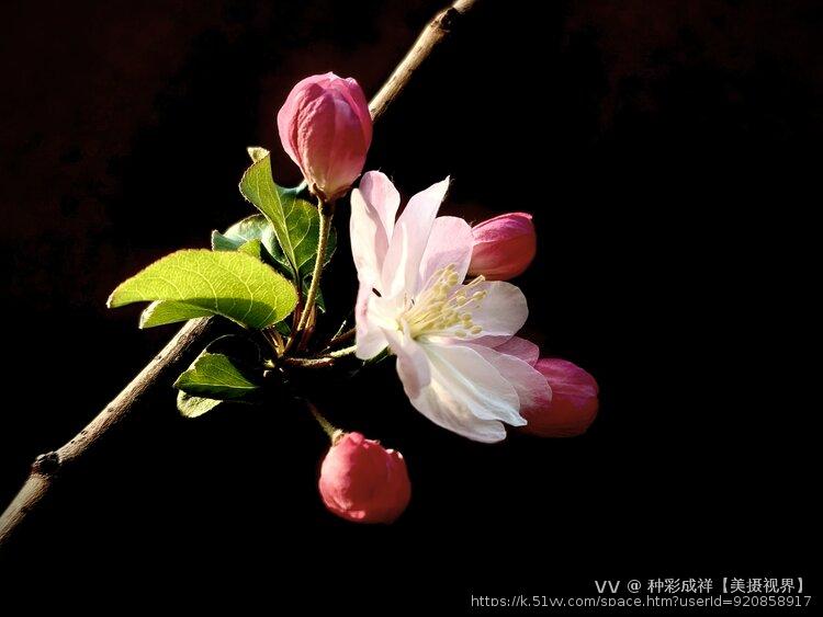 种彩成祥【美摄视界】