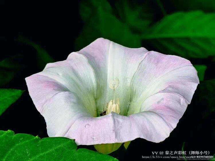 秦之声彩虹（舞师小号）