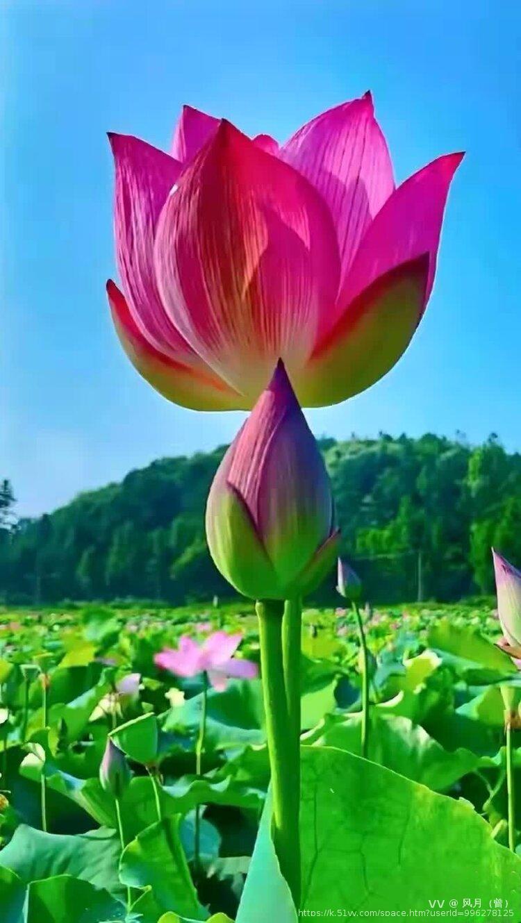 风月（曾）