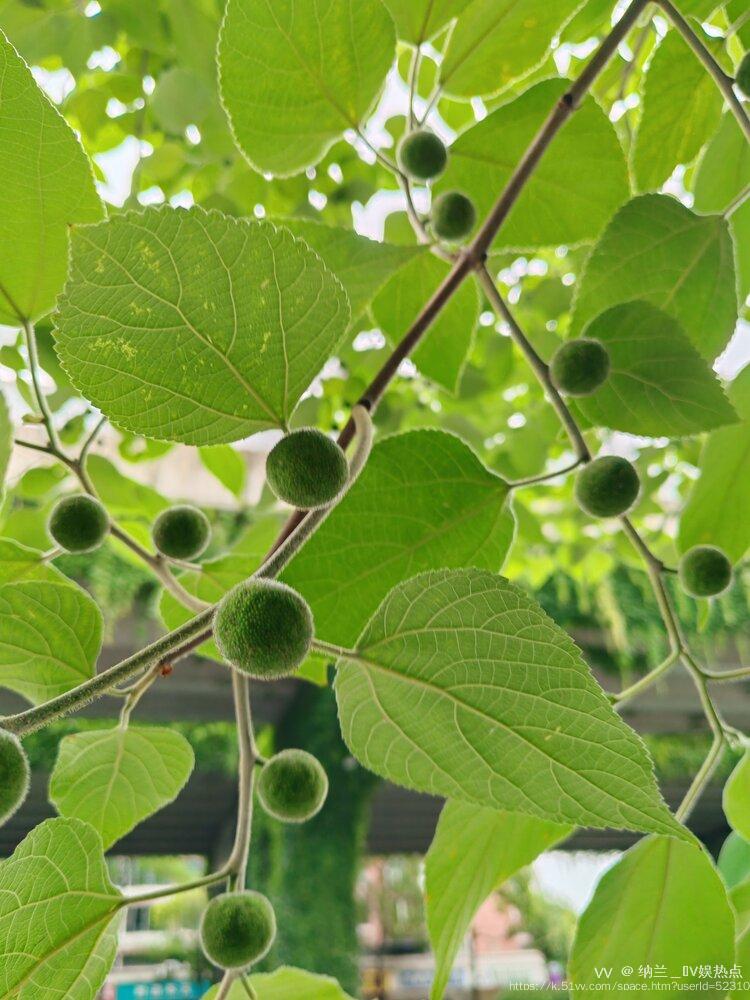 纳兰＿🎤V娱热点