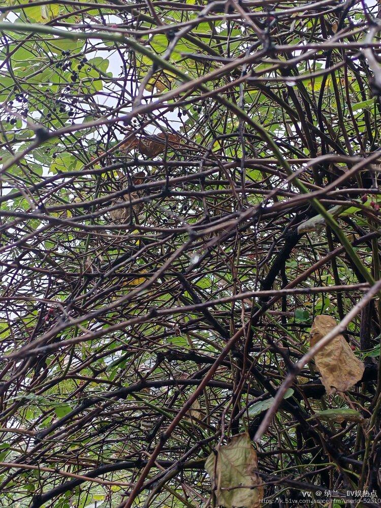 纳兰＿🎤V娱热点