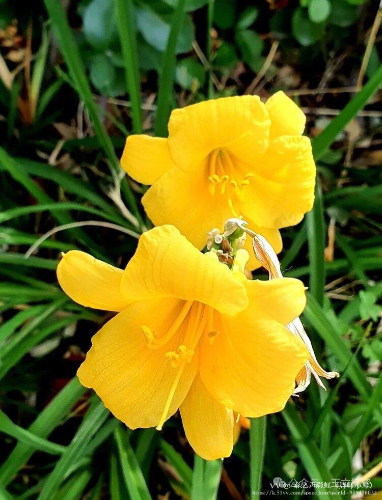 秦之声彩虹（舞师小号）