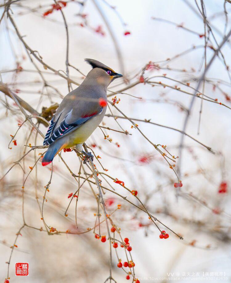 蓝天之友【美摄视界】