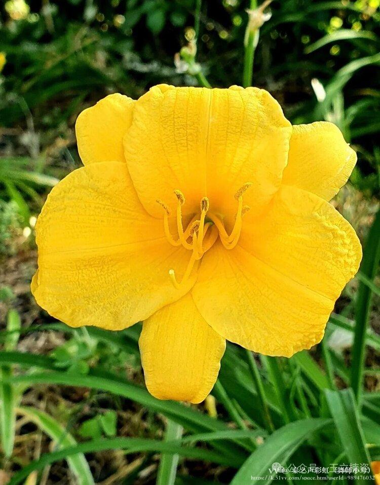 秦之声彩虹（舞师小号）