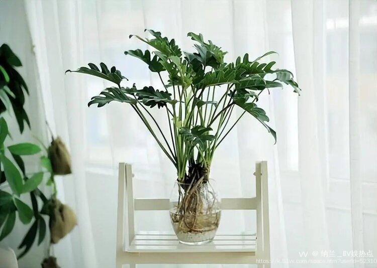 纳兰＿🎤V娱热点