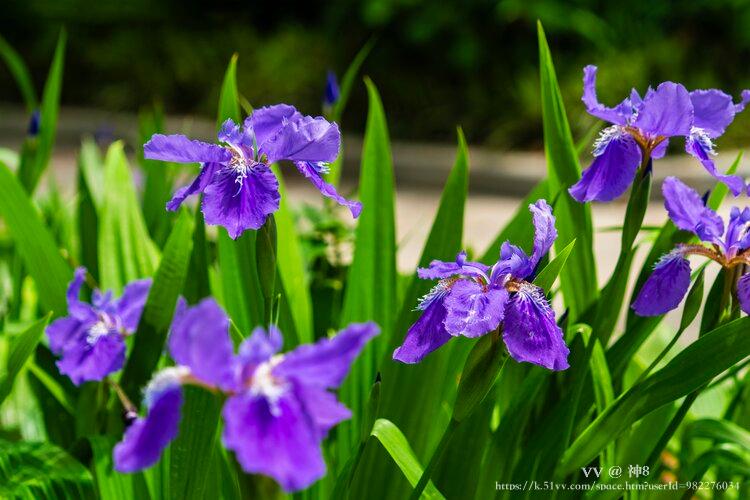 神8🇨🇳🇨🇳🇨🇳