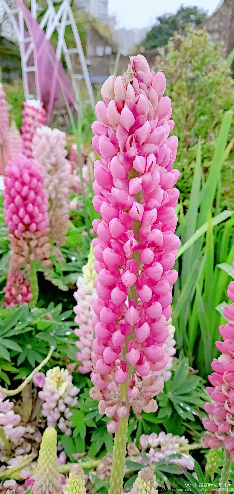 雷霆💫❤️红星雨❤️