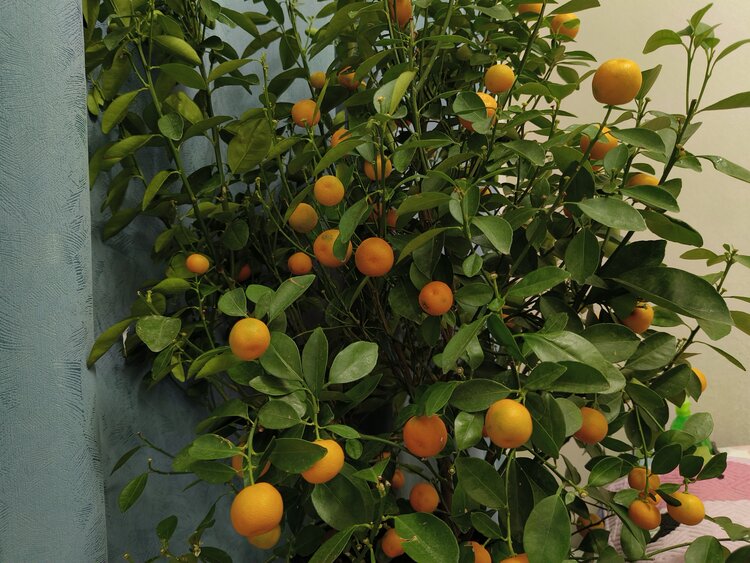 雪儿🎤V娱热点