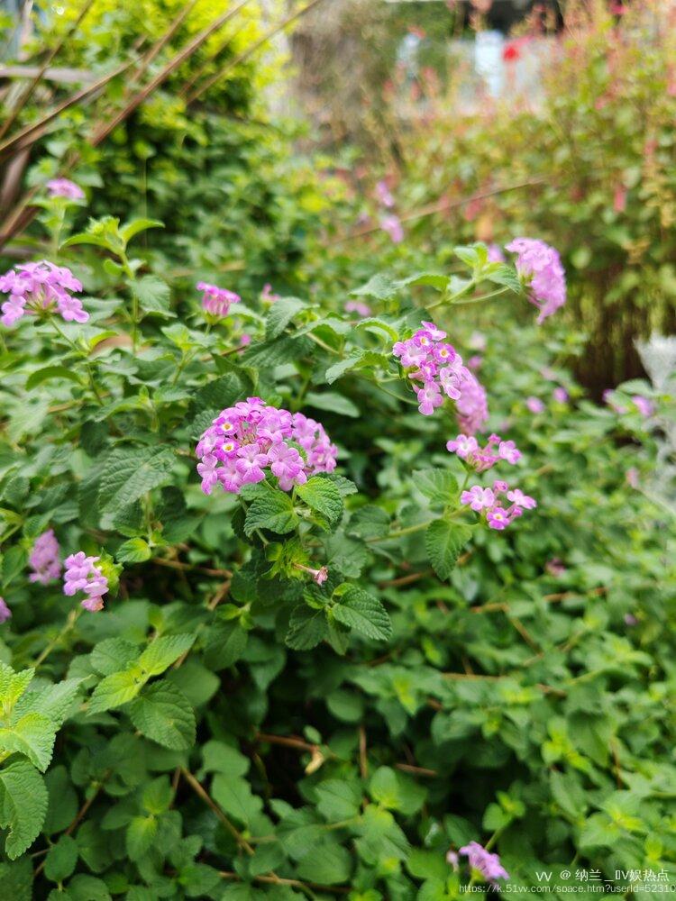 纳兰＿🎤V娱热点