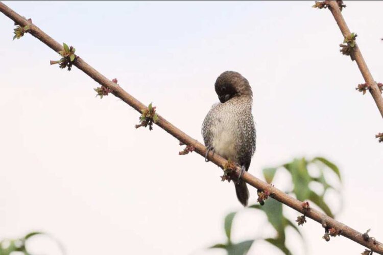 🔆小鸟依人🐦