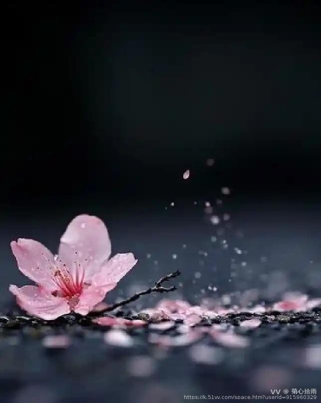 菊心拾雨