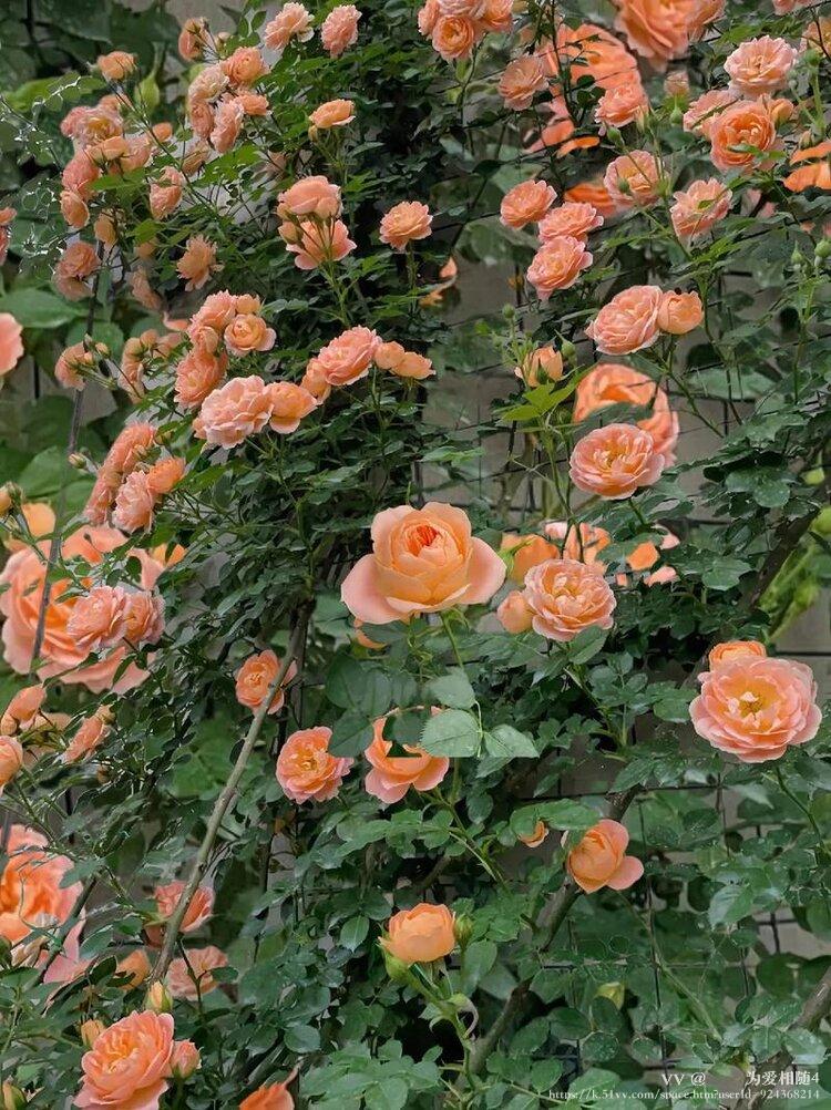 🌹🌹为爱相随4