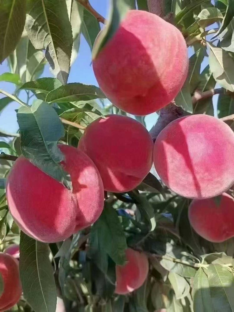 秦声韵🐬✨🎀万万🎀✨