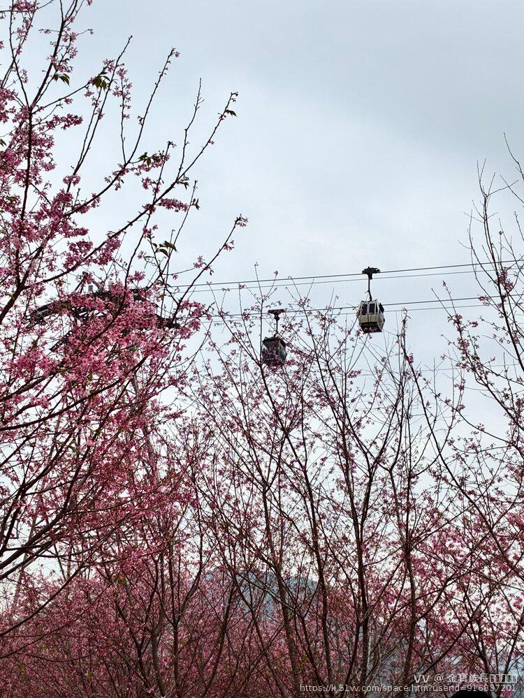 金寶族長👑🪗🎸✨🧚