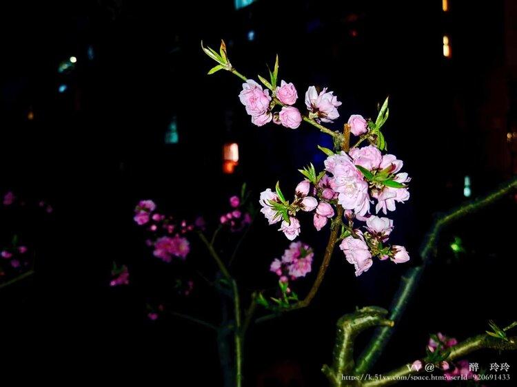 🇨🇳🎖️醉🍒玲玲