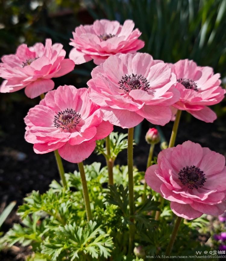 ✿͜坣袖༣ྀ࿆