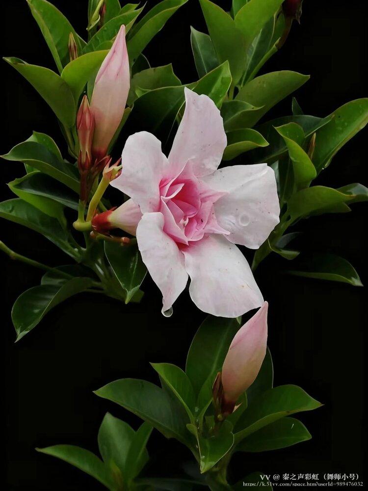 秦之声彩虹（舞师小号）