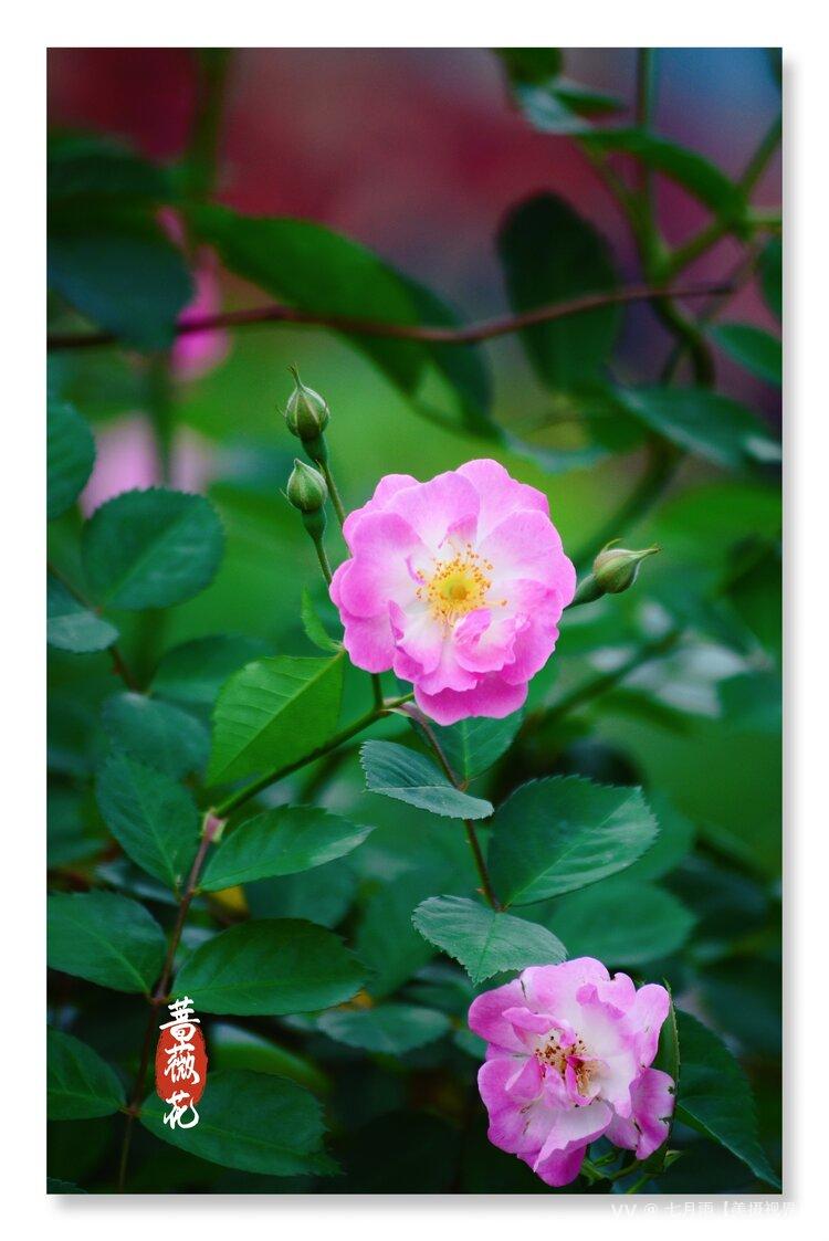 七月雨【美摄视界】 