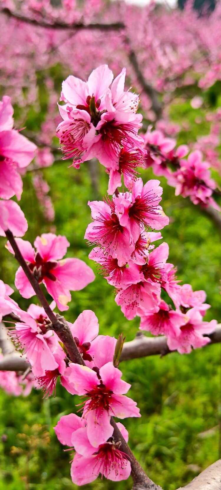 苏莯
