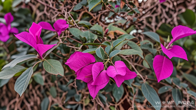 纳兰＿🎤V娱热点