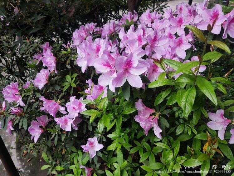 🇨🇳🎖️醉🍒玲玲