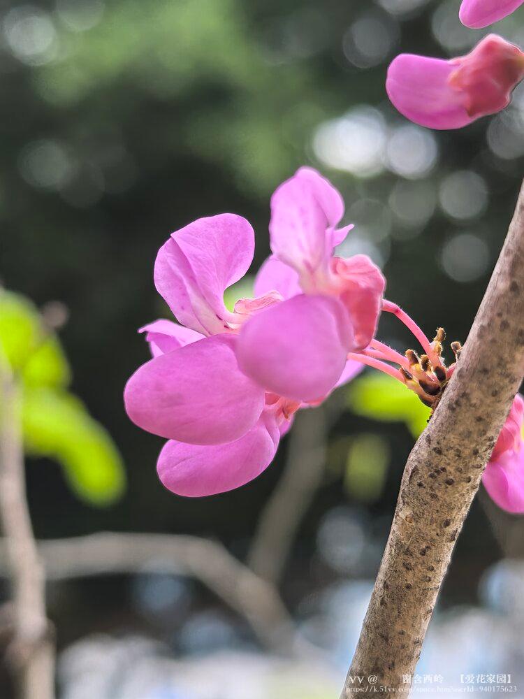 ꕥ᭄窗含西岭ꦿ【爱花家园】