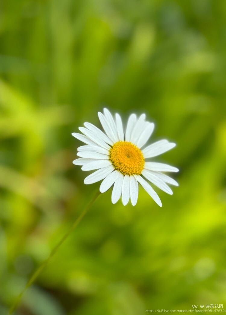 诗录花雨