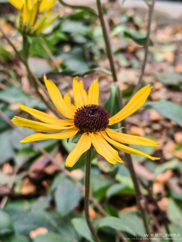 纳兰＿🎤V娱热点