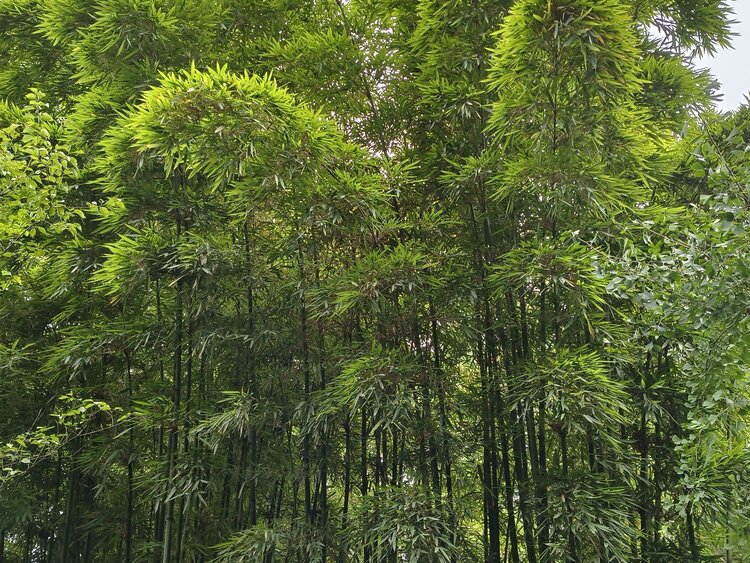 雪儿🎤V娱热点