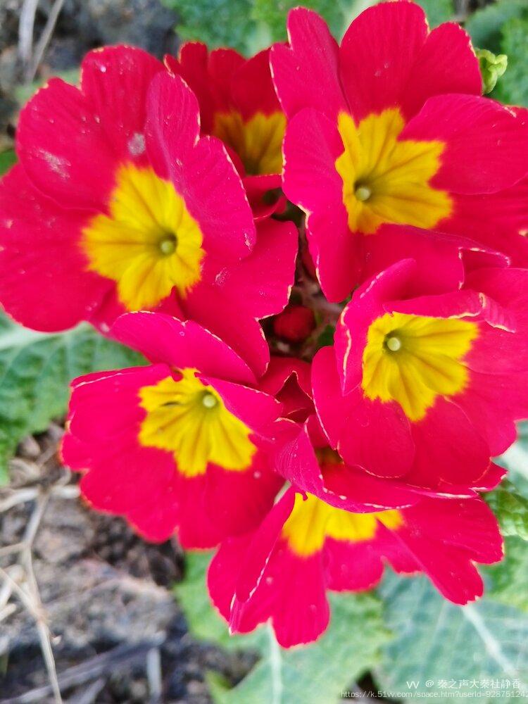 秦之声大秦社静香