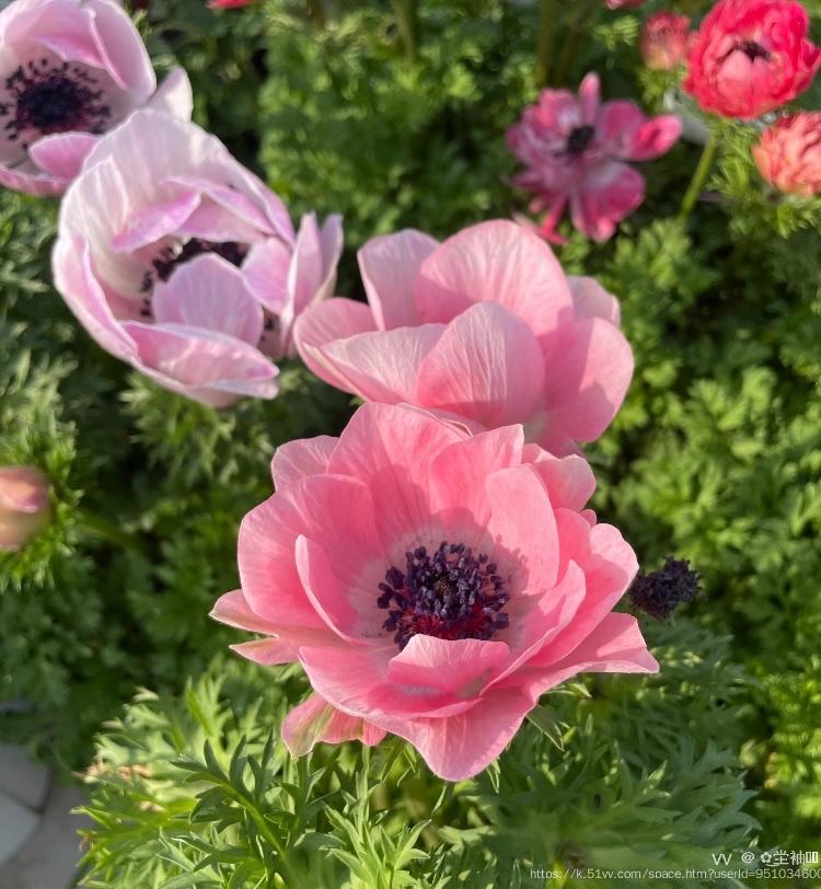 ✿͜坣袖༣ྀ࿆