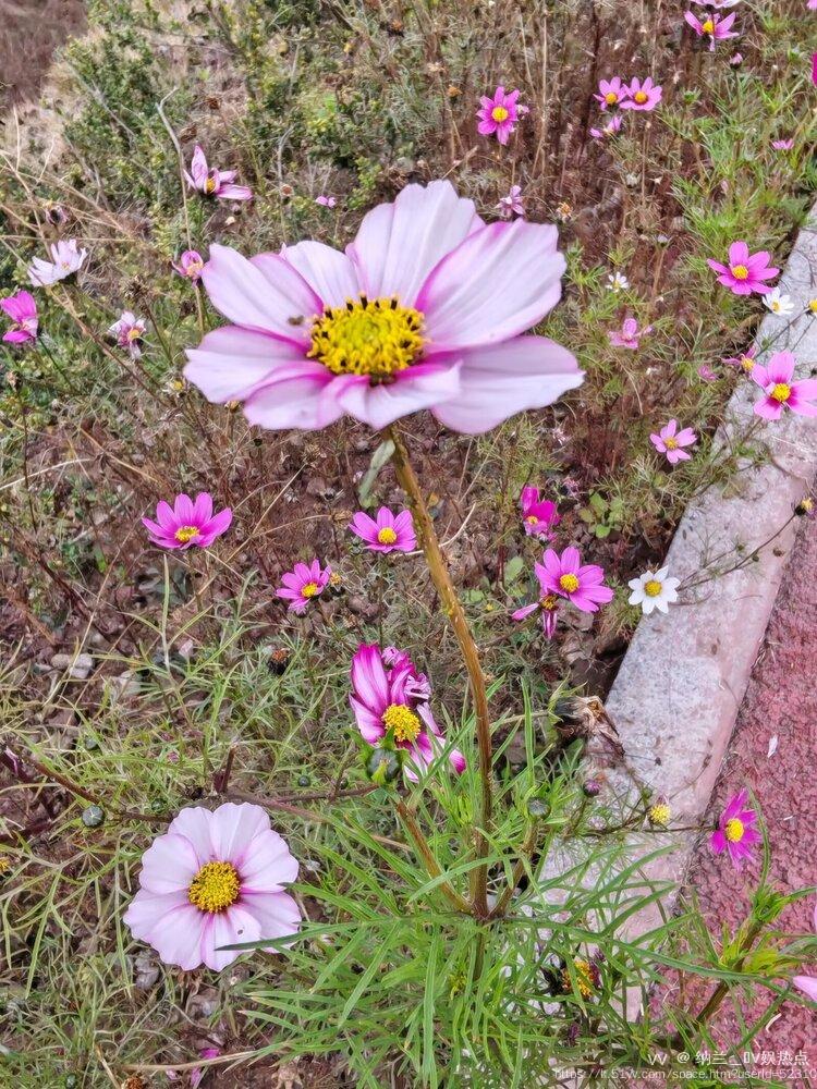 纳兰＿🎤V娱热点