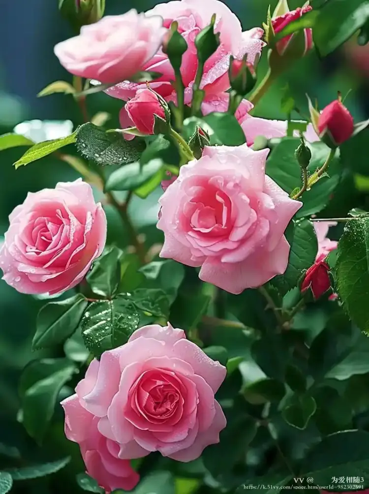 🌹🌹为爱相随3