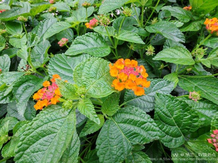 纳兰＿🎤V娱热点