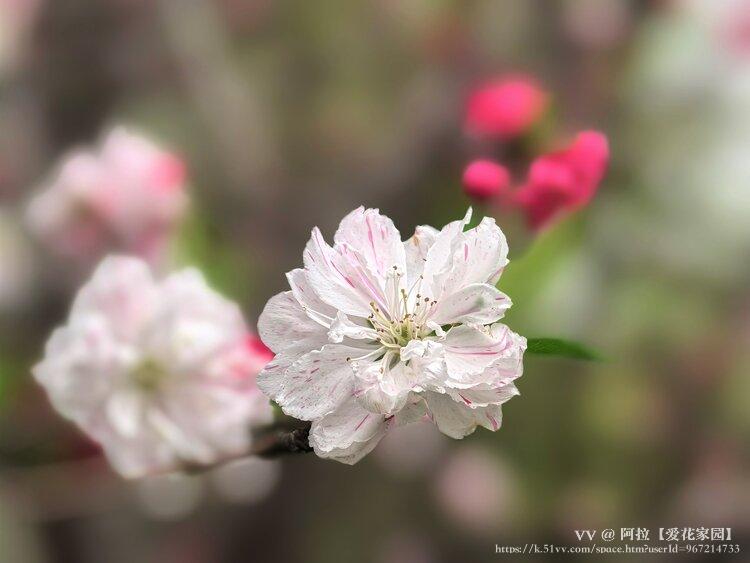 阿拉【爱花家园】