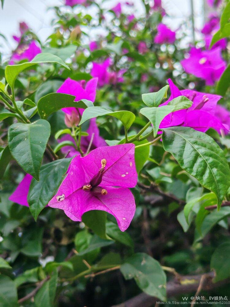 纳兰＿🎤V娱热点