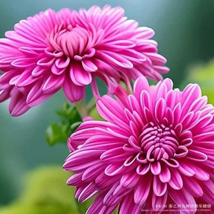 秦之声九州社快乐健康