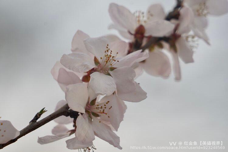 红金鱼【美攝視界】