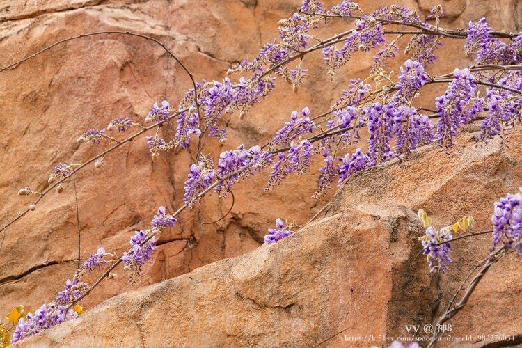 神8🇨🇳🇨🇳🇨🇳