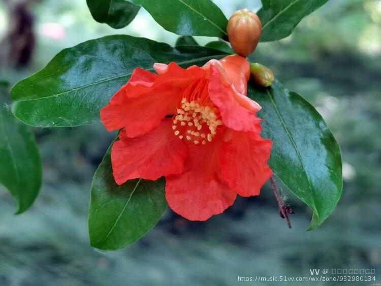 石榴花～西班牙国花