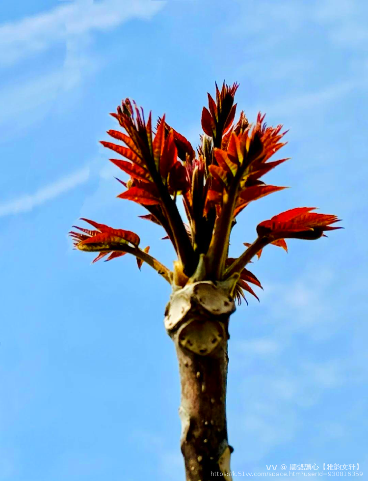 聽聲讀心【雅韵文轩】