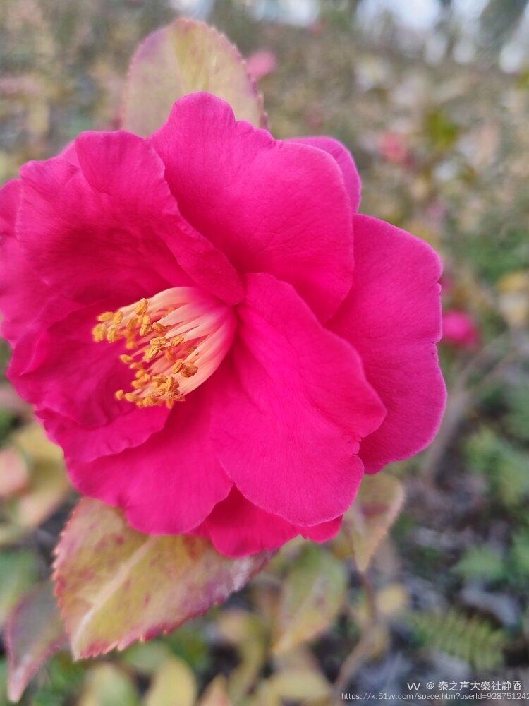 秦之声大秦社静香