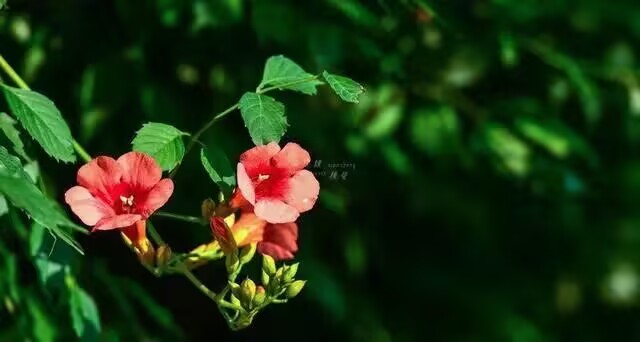 雪儿🎤V娱热点