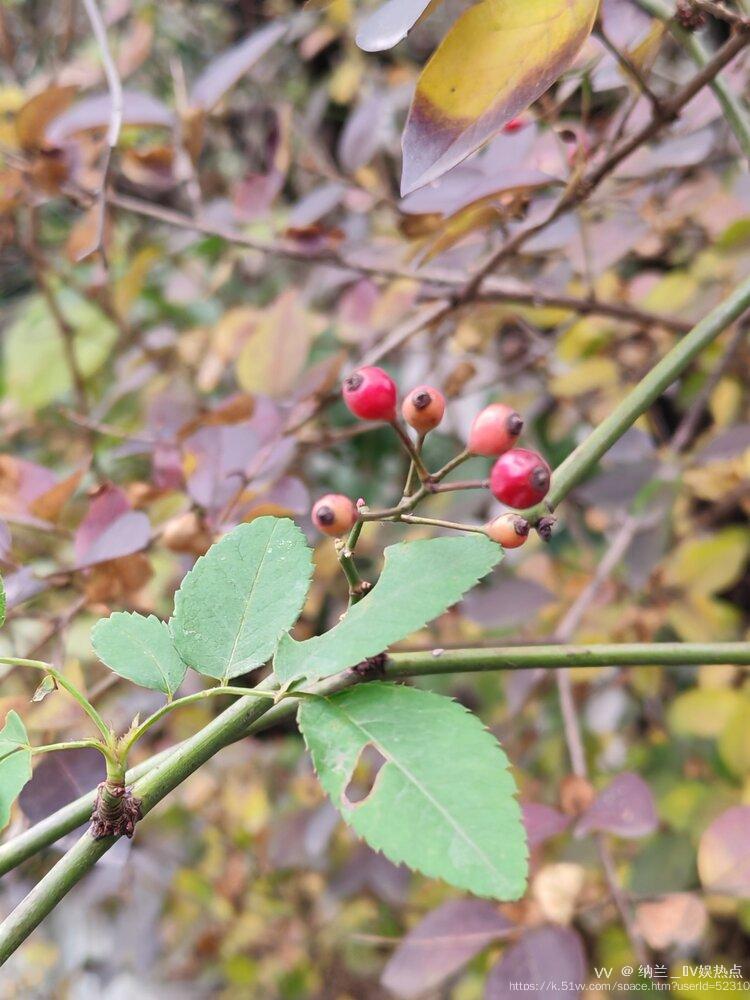 纳兰＿🎤V娱热点