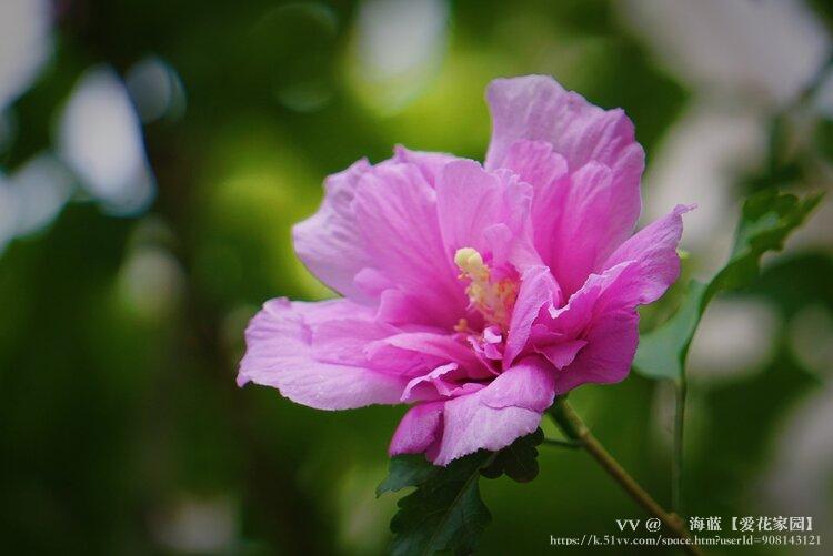 ᥬ 海蓝【爱花家园】