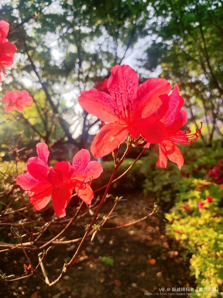 甌越耕耘者【爱花家园】