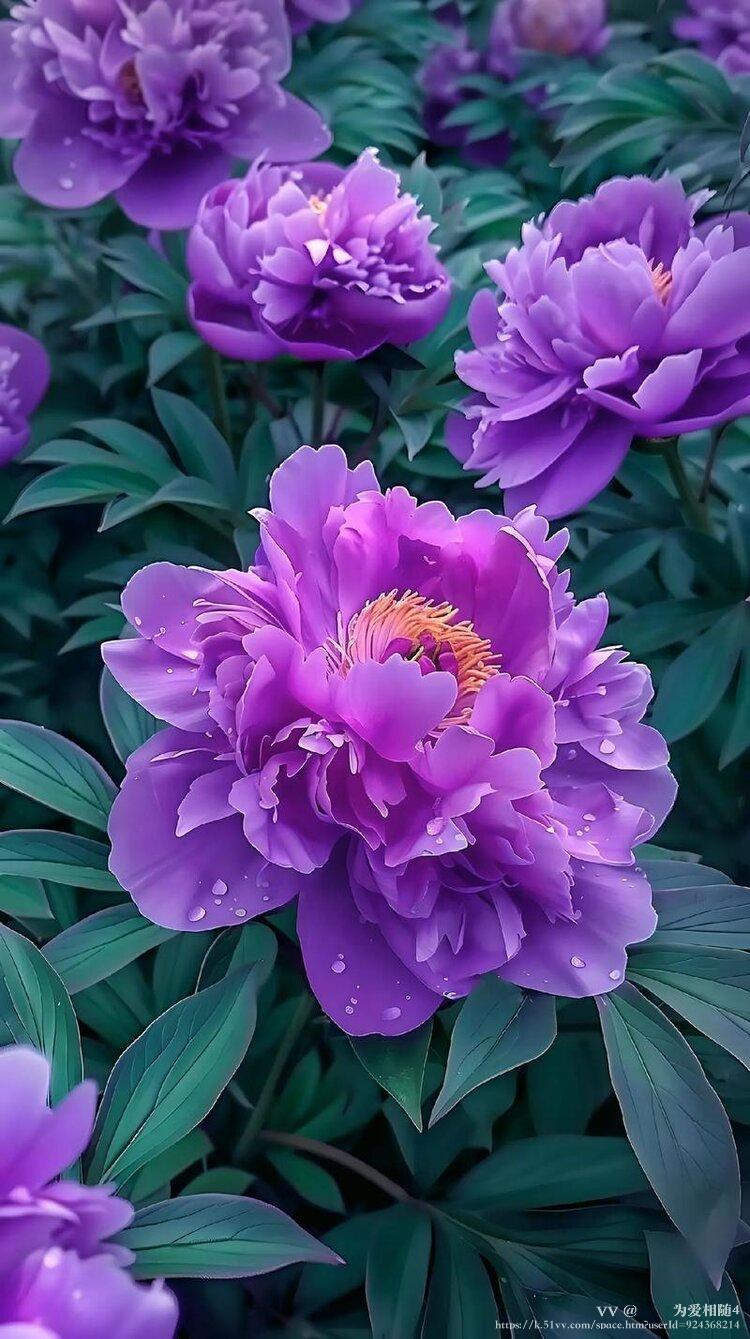 🌹🌹为爱相随4